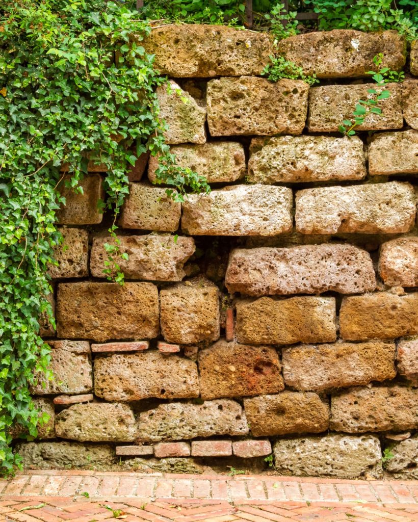 Old wall covered in ivy Old wall covered in ivy